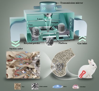 清華、北大、北醫(yī)三院聯(lián)合：高溫氧化處理3D打印鎂合金骨植入物結構優(yōu)化及體內外生物降解行為